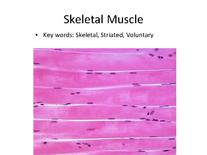 Skeletal Muscle • Key words: Skeletal, Striated, Voluntary 