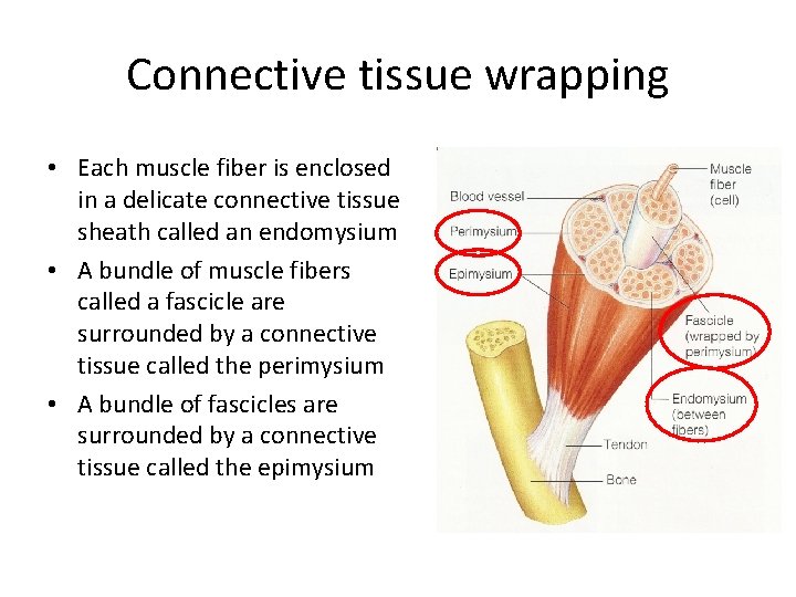 Connective tissue wrapping • Each muscle fiber is enclosed in a delicate connective tissue