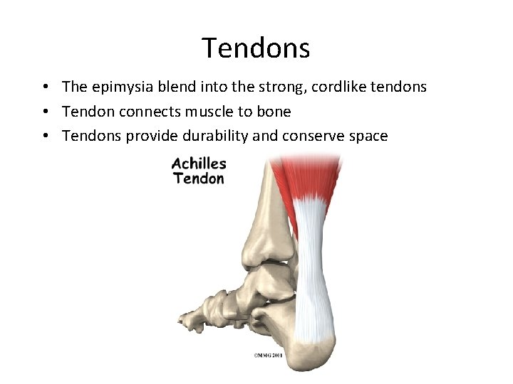 Tendons • The epimysia blend into the strong, cordlike tendons • Tendon connects muscle