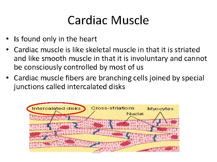 Cardiac Muscle • Is found only in the heart • Cardiac muscle is like
