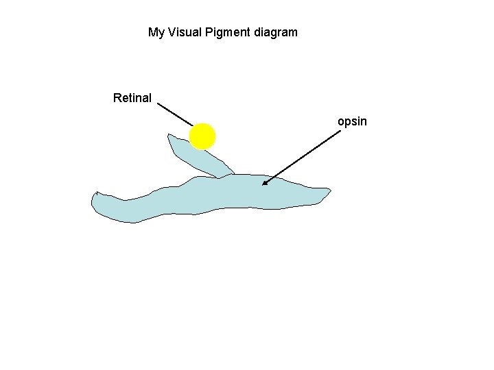 My Visual Pigment diagram Retinal opsin 