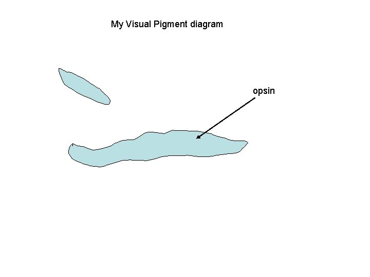 My Visual Pigment diagram opsin 