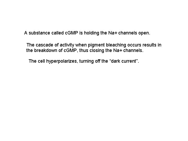 A substance called c. GMP is holding the Na+ channels open. The cascade of