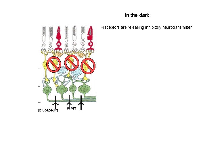 In the dark: -receptors are releasing inhibitory neurotransmitter 