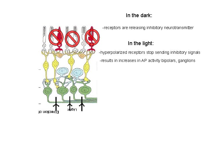 In the dark: -receptors are releasing inhibitory neurotransmitter In the light: -hyperpolarized receptors stop