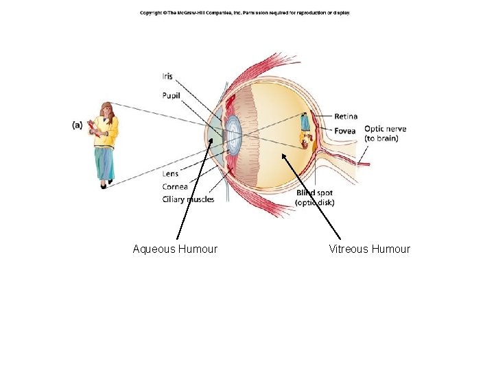 Aqueous Humour Vitreous Humour 