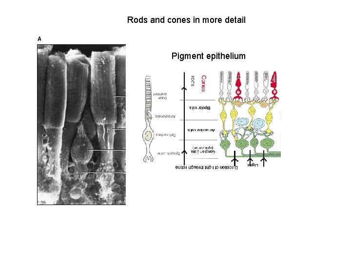 Rods and cones in more detail Pigment epithelium 