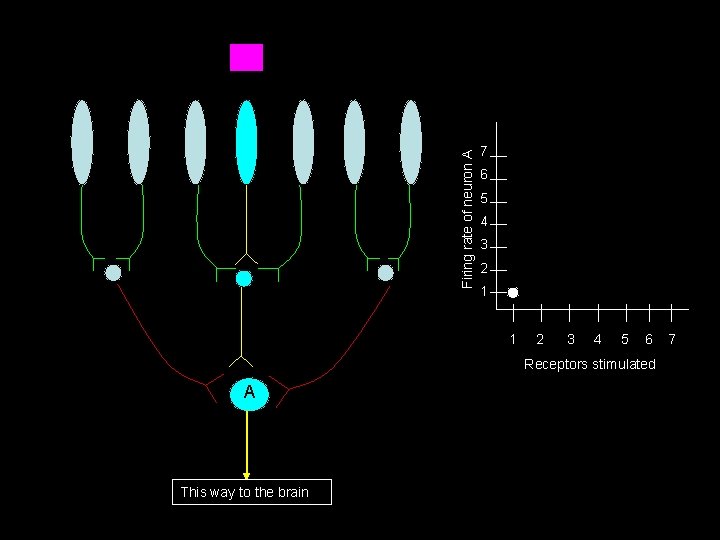 Firing rate of neuron A 7 6 5 4 3 2 1 1 2