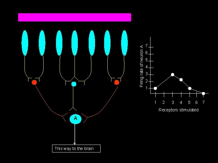 Firing rate of neuron A 7 6 5 4 3 2 1 1 2