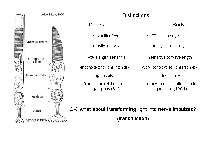 Distinctions: Cones Rods ~ 6 million/eye ~120 million / eye -mostly in fovea -wavelength-sensitive