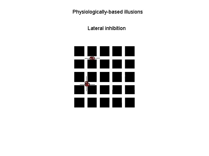 Physiologically-based illusions Lateral inhibition 