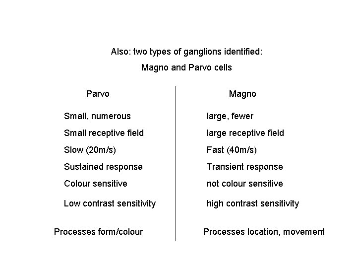 Also: two types of ganglions identified: Magno and Parvo cells Parvo Magno Small, numerous