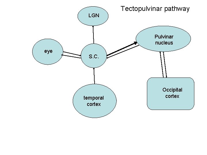 Tectopulvinar pathway LGN Pulvinar nucleus eye S. C. temporal cortex Occipital cortex 