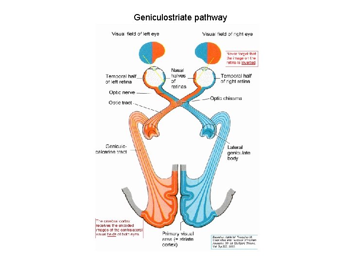 Geniculostriate pathway 