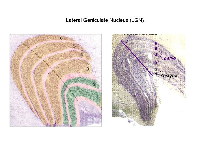 Lateral Geniculate Nucleus (LGN) 