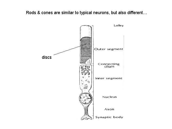 Rods & cones are similar to typical neurons, but also different… discs 