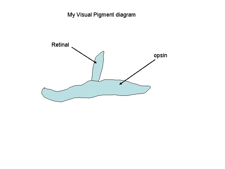 My Visual Pigment diagram Retinal opsin 