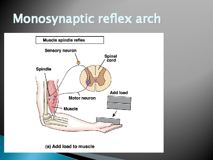 Monosynaptic reflex arch 