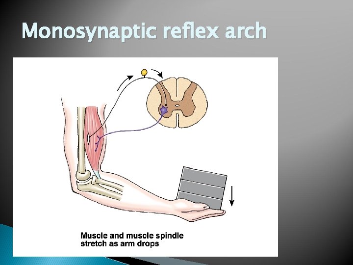 Monosynaptic reflex arch 