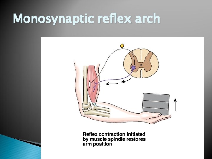 Monosynaptic reflex arch 