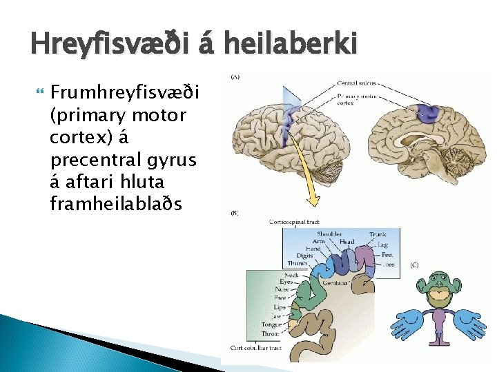 Hreyfisvæði á heilaberki Frumhreyfisvæði (primary motor cortex) á precentral gyrus á aftari hluta framheilablaðs