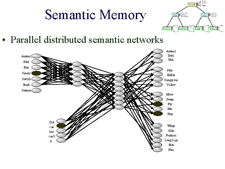 Semantic Memory • Parallel distributed semantic networks Animal Bird Fish Pink Canary Edible Ostrich