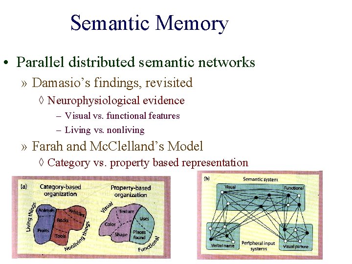 Semantic Memory • Parallel distributed semantic networks » Damasio’s findings, revisited ◊ Neurophysiological evidence