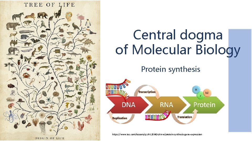 Central dogma of Molecular Biology Protein synthesis https: //www. tes. com/lessons/q. L 6 YL