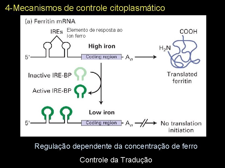 4 -Mecanismos de controle citoplasmático Elemento de resposta ao íon ferro Regulação dependente da