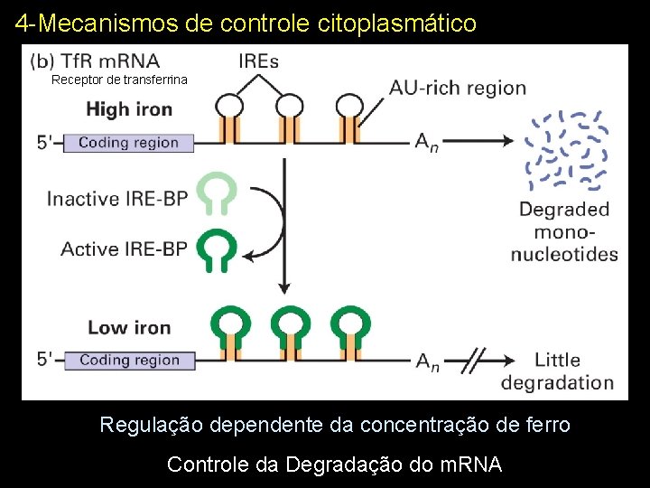 4 -Mecanismos de controle citoplasmático Receptor de transferrina Regulação dependente da concentração de ferro