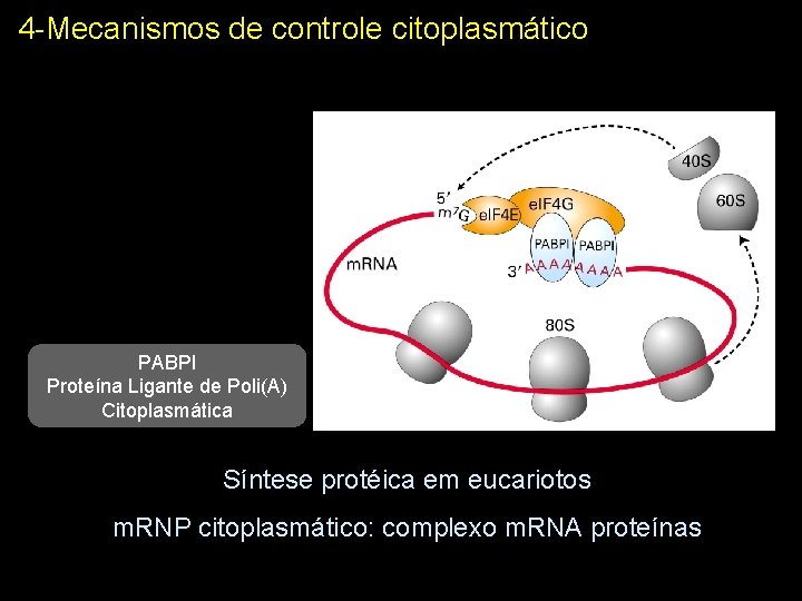 4 -Mecanismos de controle citoplasmático PABPI Proteína Ligante de Poli(A) Citoplasmática Síntese protéica em