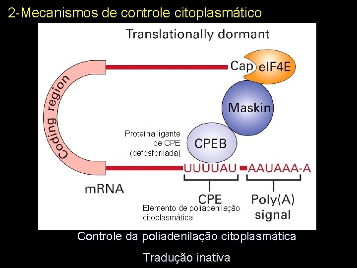 2 -Mecanismos de controle citoplasmático Proteína ligante de CPE (defosforilada) Elemento de poliadenilação citoplasmática