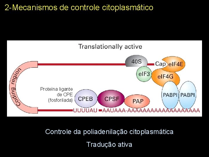 2 -Mecanismos de controle citoplasmático Proteína ligante de CPE (fosforilada) Controle da poliadenilação citoplasmática