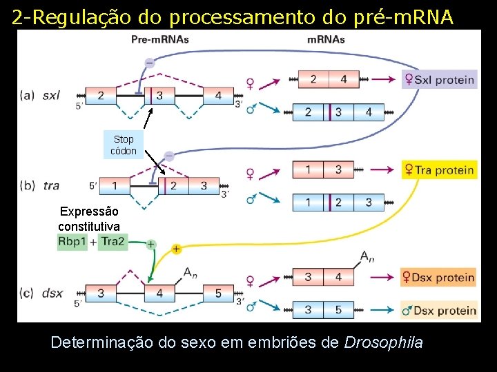 2 -Regulação do processamento do pré-m. RNA Stop códon Expressão constitutiva Determinação do sexo