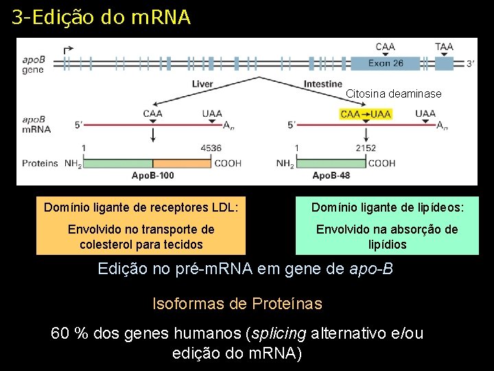 3 -Edição do m. RNA Citosina deaminase Domínio ligante de receptores LDL: Domínio ligante
