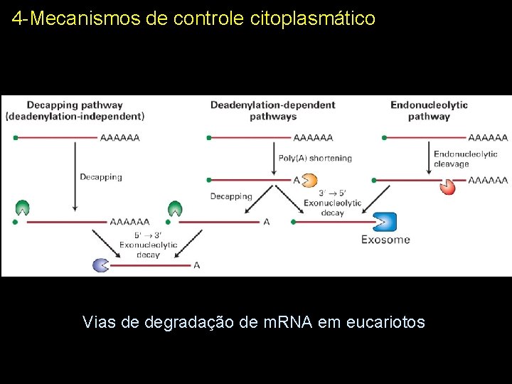 4 -Mecanismos de controle citoplasmático Vias de degradação de m. RNA em eucariotos 