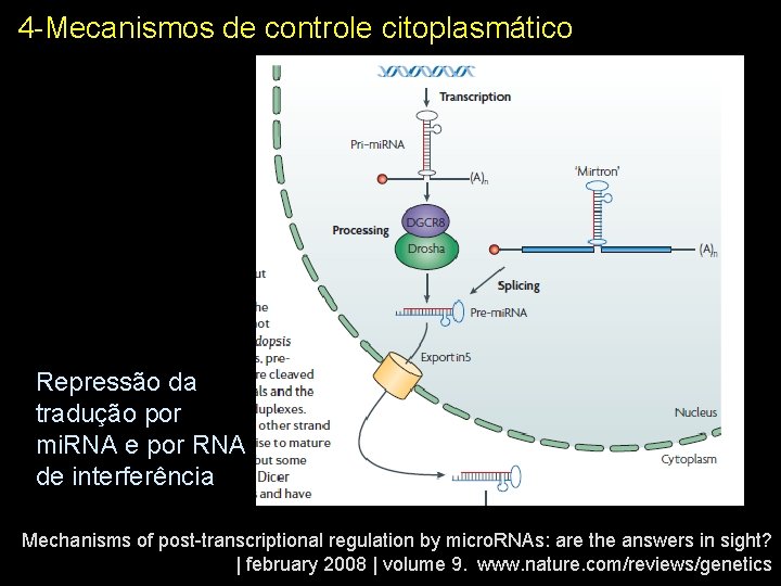 4 -Mecanismos de controle citoplasmático RNA-induced Repressão da tradução por mi. RNA e por