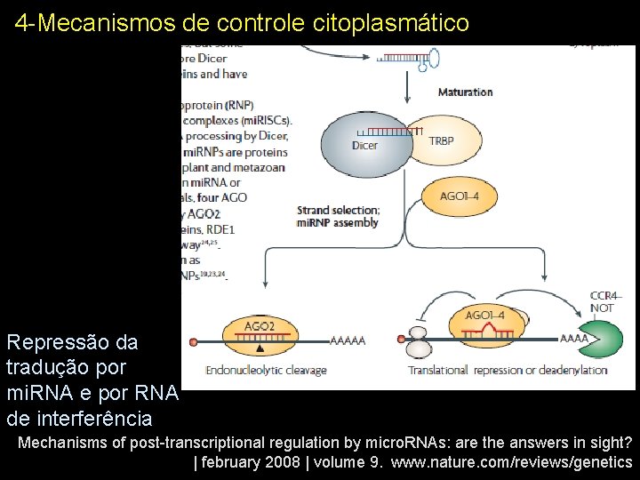 4 -Mecanismos de controle citoplasmático RNA-induced silencing complex Repressão da tradução por mi. RNA
