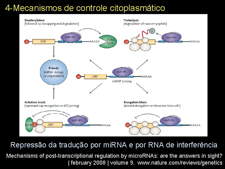 4 -Mecanismos de controle citoplasmático RNA-induced silencing complex Repressão da tradução por mi. RNA