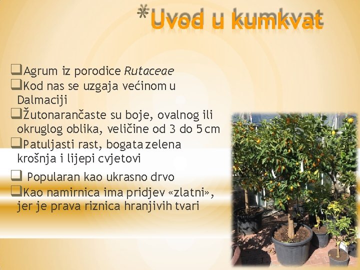 *Uvod u kumkvat Agrum iz porodice Rutaceae Kod nas se uzgaja većinom u Dalmaciji