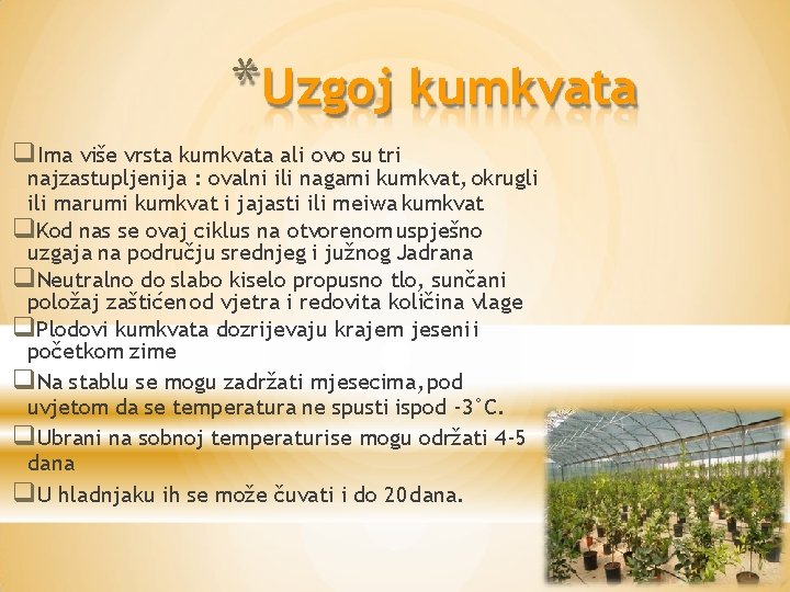 *Uzgoj kumkvata Ima više vrsta kumkvata ali ovo su tri najzastupljenija : ovalni ili