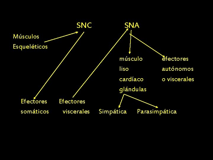 SNC SNA Músculos Esqueléticos músculo liso cardíaco glándulas Efectores somáticos Efectores viscerales Simpática efectores