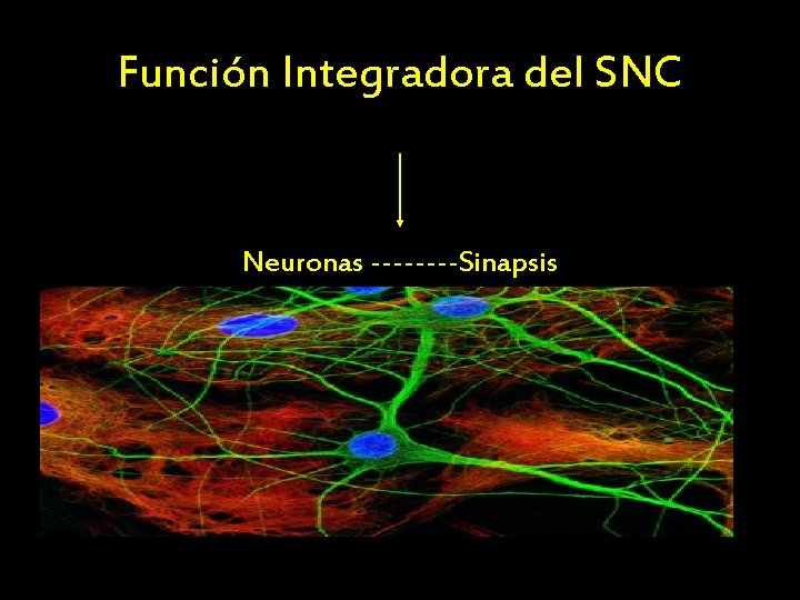 Función Integradora del SNC Elaborar la información y dar respuestas motoras y mentales adecuadas