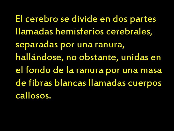 El cerebro se divide en dos partes llamadas hemisferios cerebrales, separadas por una ranura,