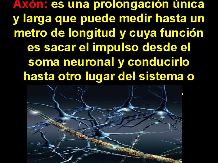 Axón: es una prolongación única y larga que puede medir hasta un metro de