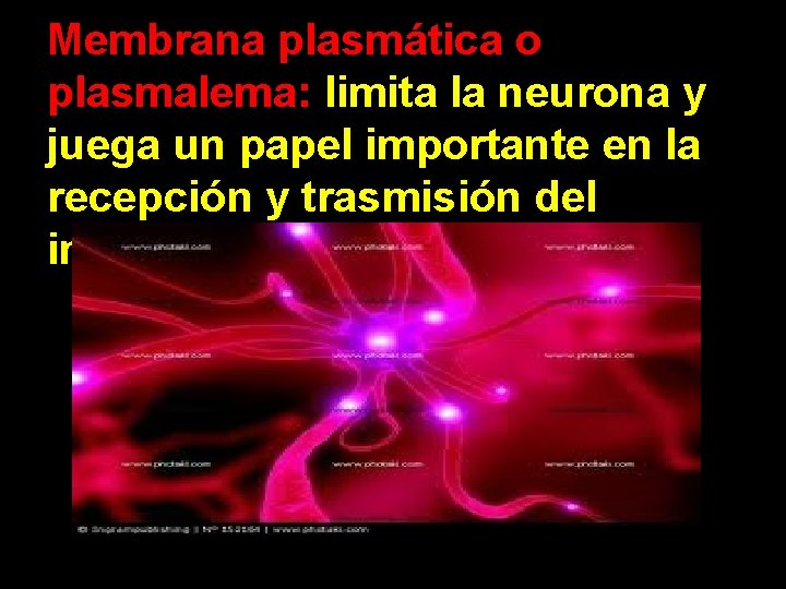 Membrana plasmática o plasmalema: limita la neurona y juega un papel importante en la