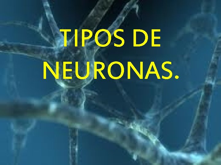 TIPOS DE NEURONAS. 