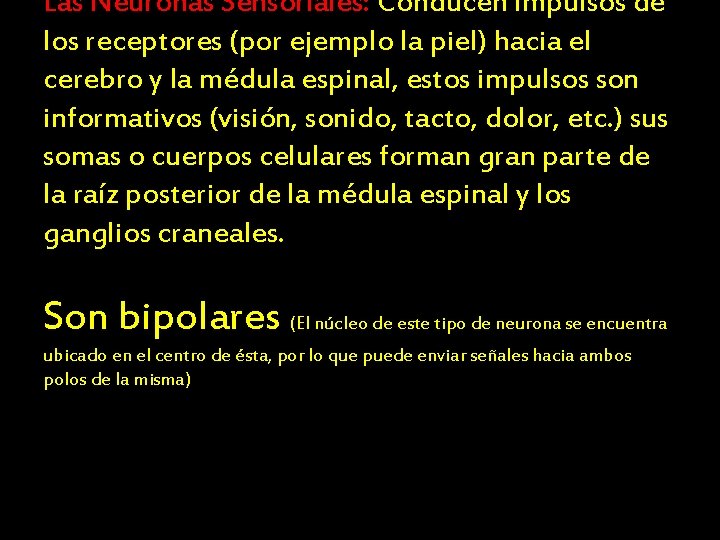 Las Neuronas Sensoriales: Conducen impulsos de los receptores (por ejemplo la piel) hacia el