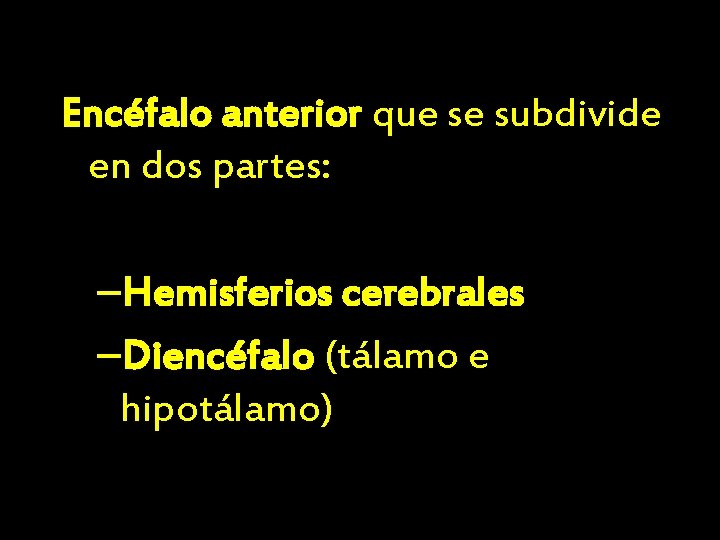 Encéfalo anterior que se subdivide en dos partes: –Hemisferios cerebrales –Diencéfalo (tálamo e hipotálamo)