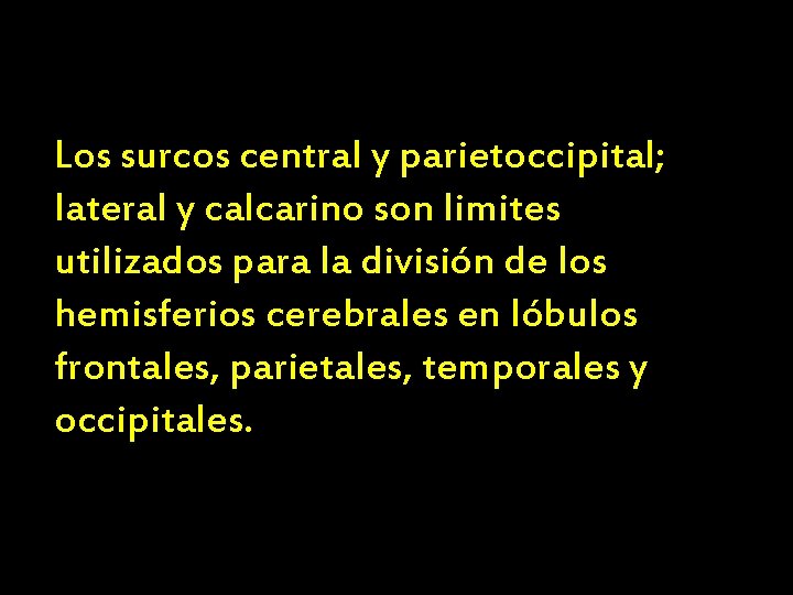Los surcos central y parietoccipital; lateral y calcarino son limites utilizados para la división